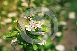 Blossom of Aronia melanocarpa