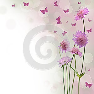 Blossom background - floral border