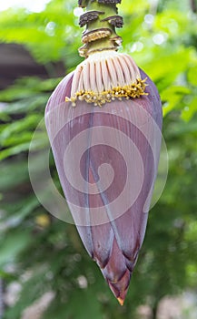 Blossom of banana tree , Thailand.