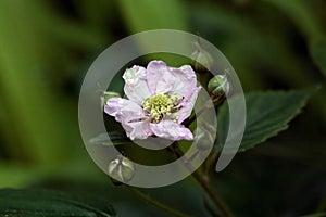 Blossom of the blackberry Rubus scaber