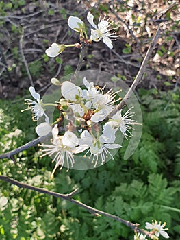 Blossom of the Blackthorn prunus Spinosa plant at Park Hitland in the Netherlands photo
