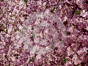 Blossom bloom of cherry at spring. White sakura flowers on sky background in pink tint