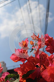 Blossom and blooming of floo photo