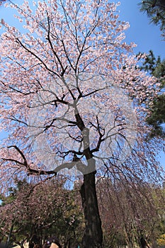 Blossom blooming in spring during trip to Korea