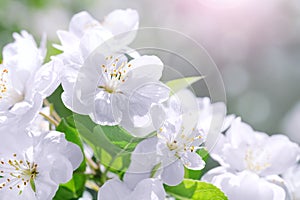 Blossom blooming on tree in springtime. Apple tree flowers bloom