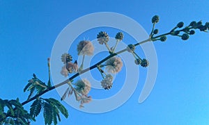 Blossom in a blue aky