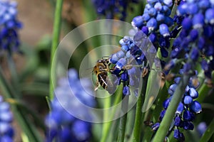 Blossom blue beautiful flowers. A bee coalesce pollen from flowers