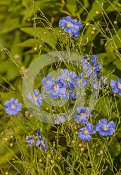 Blossom blue decorative linen Linum perenne photo