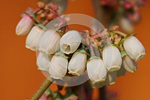 Blossom of blueberry, Vaccinium myrtillus photo