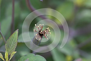 Blossom of a Bolivian coriander, Porophyllum ruderale