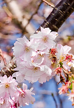 Blossom in Bournemouth