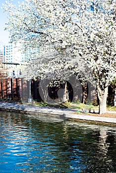 Blossom Bradford Pear tree along canal river walk with downtown Oklahoma City background at Bricktown entertainment district, photo
