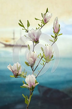 Blossom branch of magnolia tree on the beach