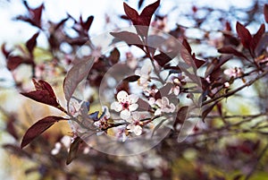 Blossom branch of plump tree