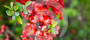 Blossom of bright Japanese Quince in spring. Red flowers of Maule's quince. Chaenomeles japonica from the Rosaceae photo