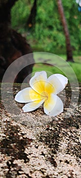 Blossom brokedown sitting alone