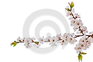 Blossom brunch isolated on white photo