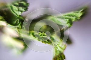 blossom bud of bird cherry (Padus