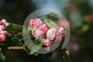 Blossom buds on apple tree about to open