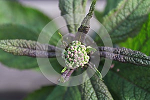 Blossom buds on Baby Joe Pye plants