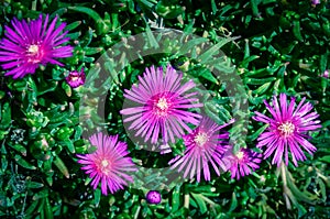 Blossom bush of Karkalla or Australian pig face flower with succulent leaves and deep purple color