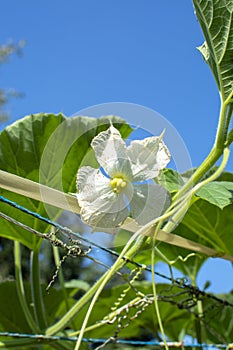 Blossom of calabash, bottle gourd or white-flowered gourd  Lagenaria siceraria riping on vine in garden
