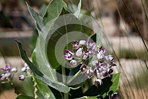 Blossom of Calotropis procera, sometimes called Apple of Sodom, in Oman`s Wadi Bani Khalid