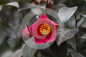 Blossom of camelia japonica, Uso Otome variety, lpetal camellia, japanese camellia. photo