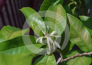 Blossom Cananga odorata Ylang-ylang flower or tropical perfume tree near red metal fence
