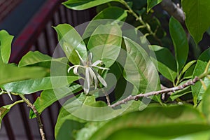 Blossom Cananga odorata Ylang-ylang flower or tropical perfume tree near red metal fence