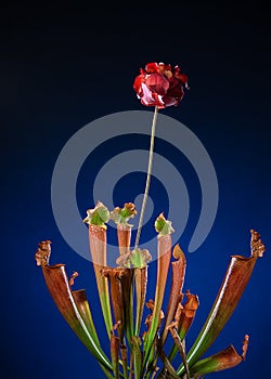 Blossom of the carnivorous plant Sarracenia with open pitcher traps