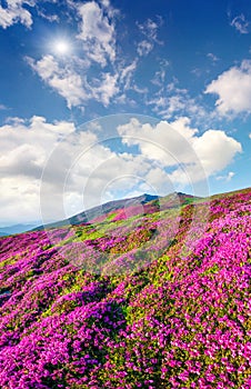 Blossom carpet of pink rhododendron flowers in the mountains