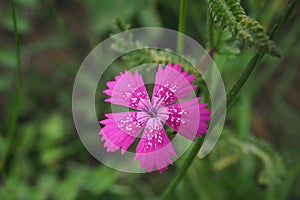 The blossom of carthusian pink (Dianthus carthusianorum
