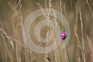 Blossom of Carthusian Pink (Dianthus carthusianorum)