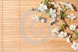 Blossom Cherry on background photo