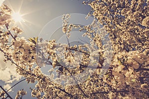 Blossom cherry branch, beautiful spring flowers.