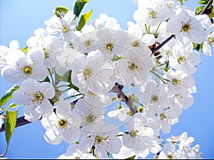 Blossom cherry branch, beautiful spring flowers for background