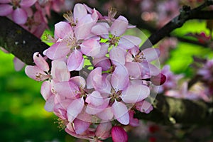 Blossom cherry branch, beautiful spring flowers
