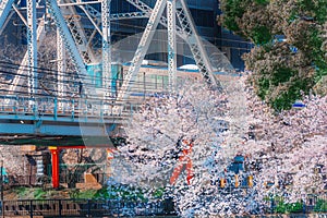 Blossom cherry branch over moving trains during springtime in Tokyo, Japan