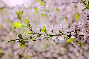 Blossom cherry close-up