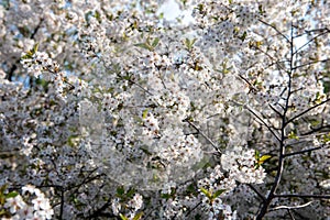 Blossom of cherry orchard