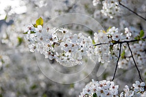 Blossom of cherry orchard