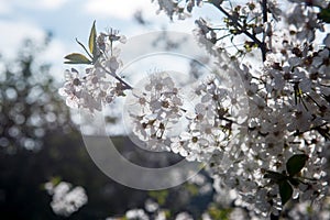 Blossom of cherry orchard