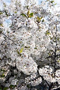 Blossom of cherry orchard