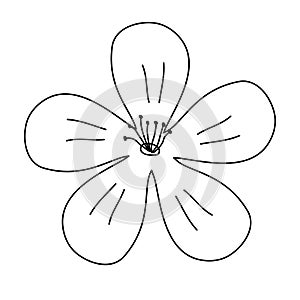 Blossom cherry or sakura flower, top view, doodle style flat vector outline for coloring book