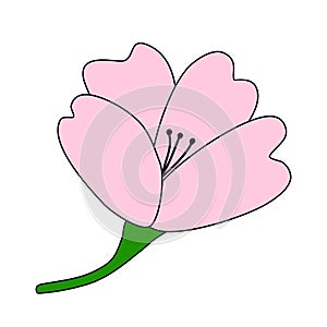 Blossom cherry or sakura pink flower, side view, spring design element, vector