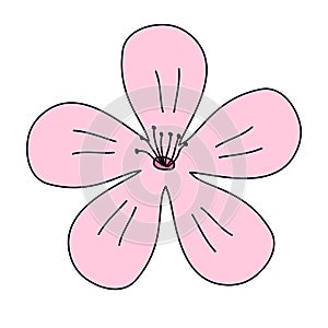 Blossom cherry or sakura pink flower, top view, spring design element, vector