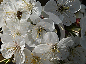 Blossom cherry of a spring lover
