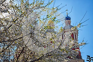 Blossom of cherry tree