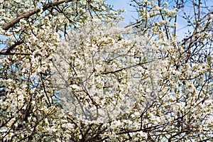 Blossom cherry tree